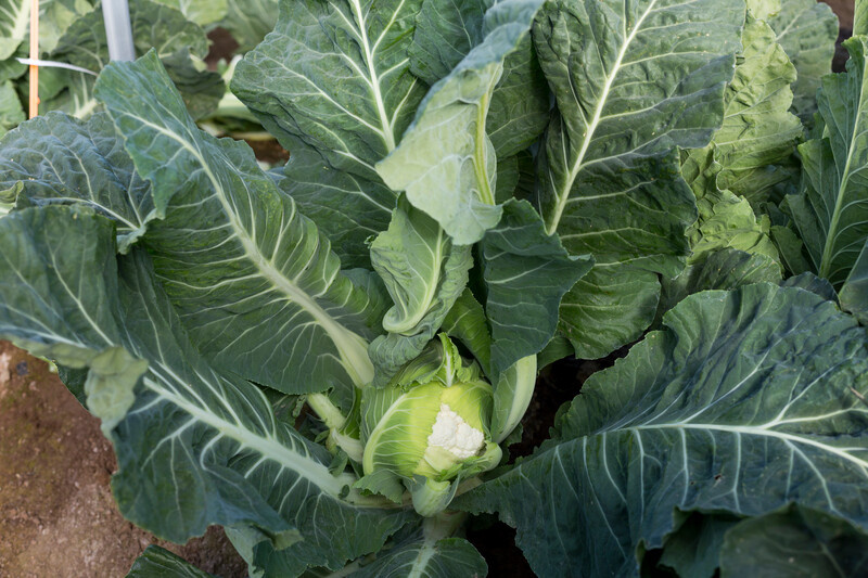 Валмер F1 / Valmer F1, 70-80 днів фото 3