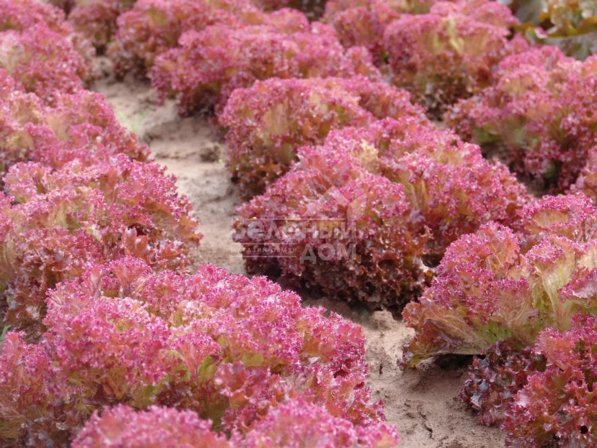 Кримсон / Crimson,60-70 дней фото 1