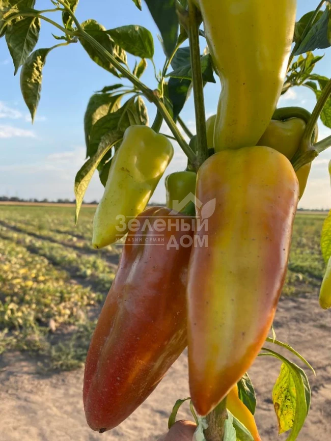 Дуэт F1 / Duet F1,62-67 дней фото 4