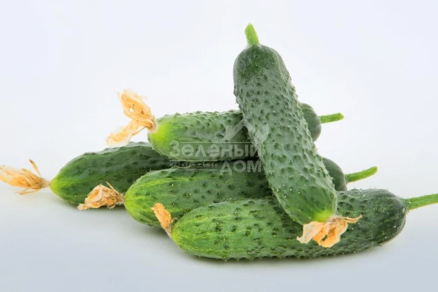 Джуниор F1 (LS 1906) / Junior F1 (LS 1906) фото 4