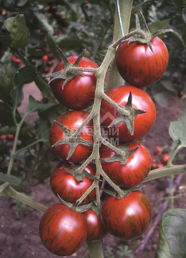 Тайгер F1 / Taiger F1,85-95 дней фото 1