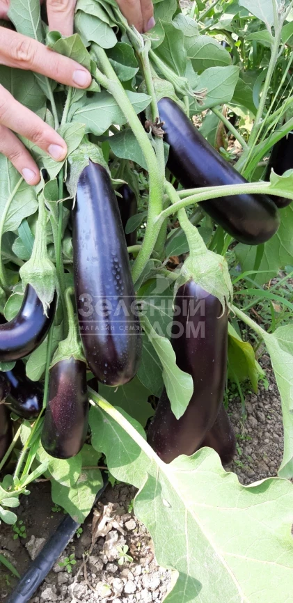 Караман F1 / Karaman F1, 65-70 дней фото 3