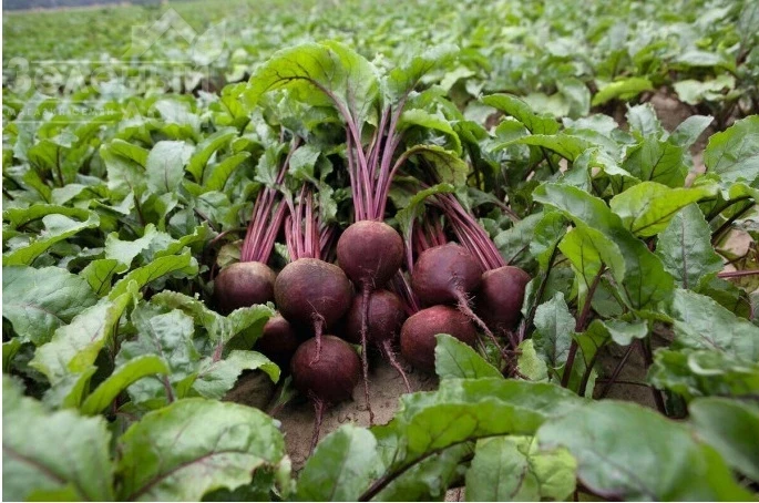 Детройт / Detroyt, 110-155 дней фото 1