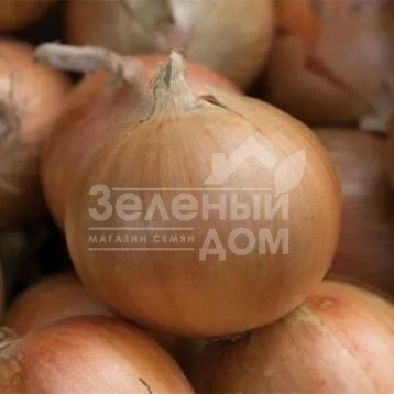 Барусо F1 / Baruso F1 фото 1