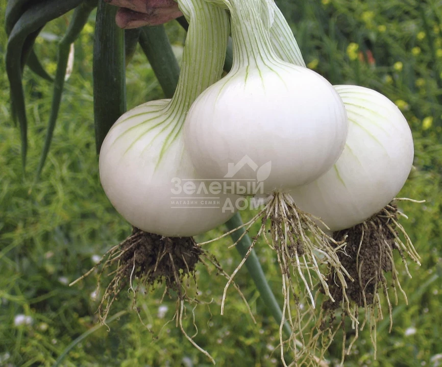 Хиело / Hielo,248 дней фото 1