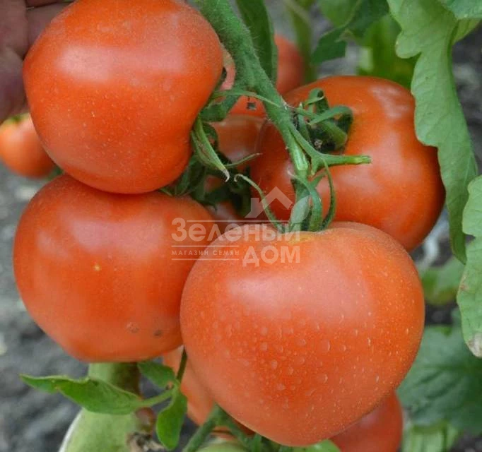 Риксос F1 / Riksos F1 фото 3