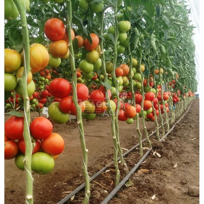 Игидо F1 / Yigido F1,110-115 дней фото 1