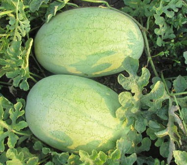 ЛС 1803 F1 / LS 1803 F1 фото 2