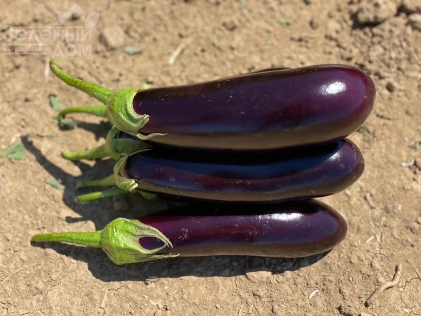 Брат F1 / Brat F1 фото 1