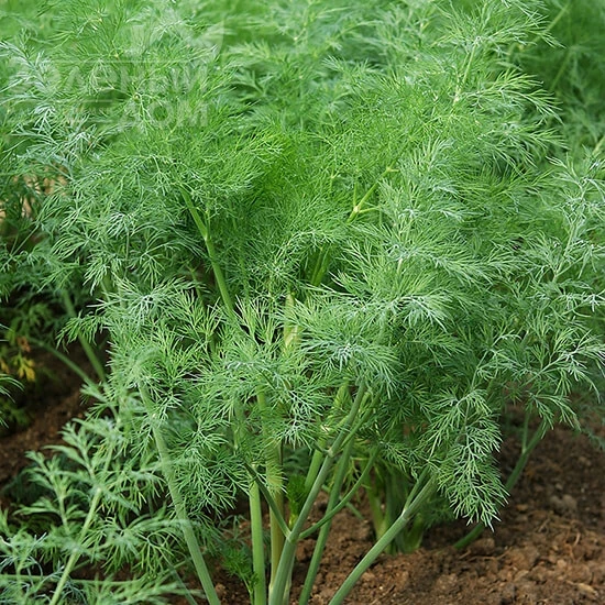 Пахучий / Pakhuchyi фото 1