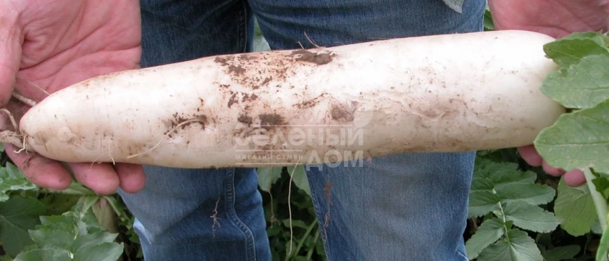 Астор / Astor фото 1