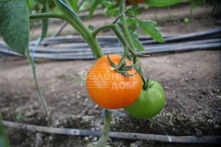 Еллоу Пешен F1 / Yellow Passion F1,100 дней фото 5