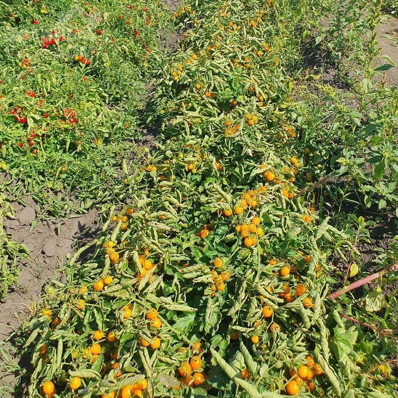 Реджиум F1 / Redzhium F1, 65-70 дней фото 2