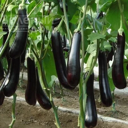 Спени F1 / Speni F1 фото 1