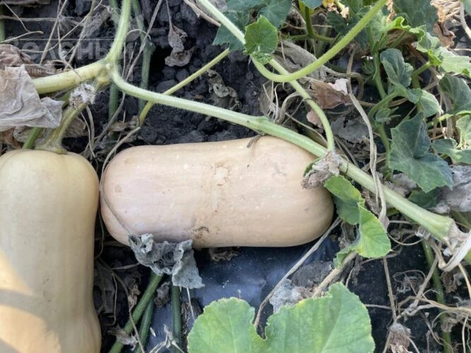 Баррель F1 / Barrel F1, 95 дней фото 2