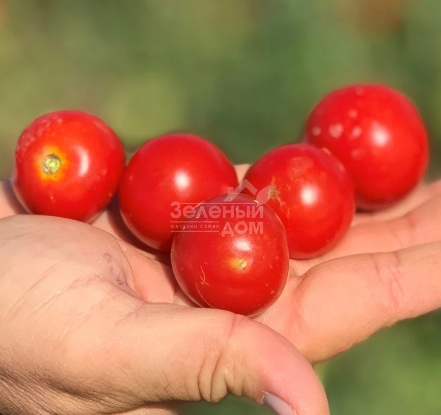 Ламар F1 / Lamar F1, 110-120 дней фото 1