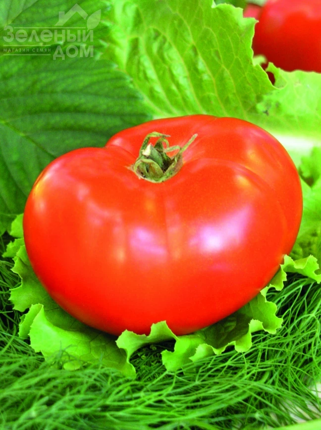 Баллада / Ballada  фото 1