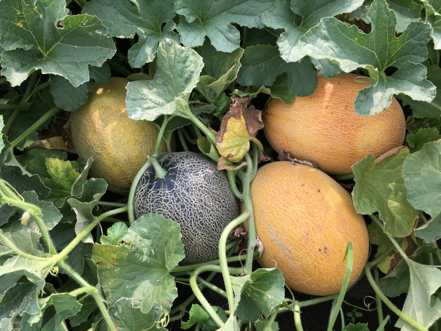 Маорі F1 / Maori F1,70-72 дні фото 3