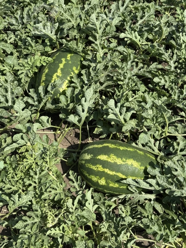 Илювиум F1 / Iliyuvium F1, 70-75 дней фото 3