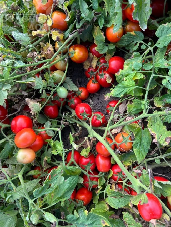 НМ 5900 F1, 115-120 дней фото 2