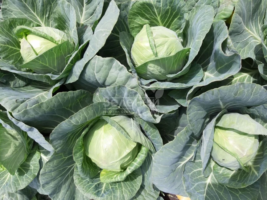 Ксена F1 / Ksena F1, 65-70 дней фото 1