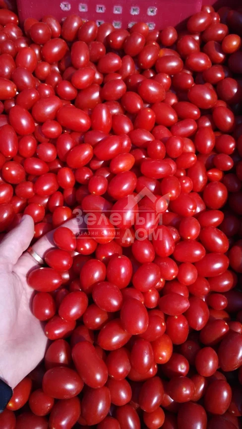 Дольчесио F1 / Dolchicio F1,95-105 дней фото 2