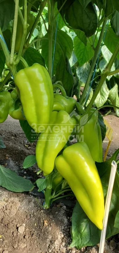 Ариадни F1 / Ariadni F1,65-70 дней фото 1