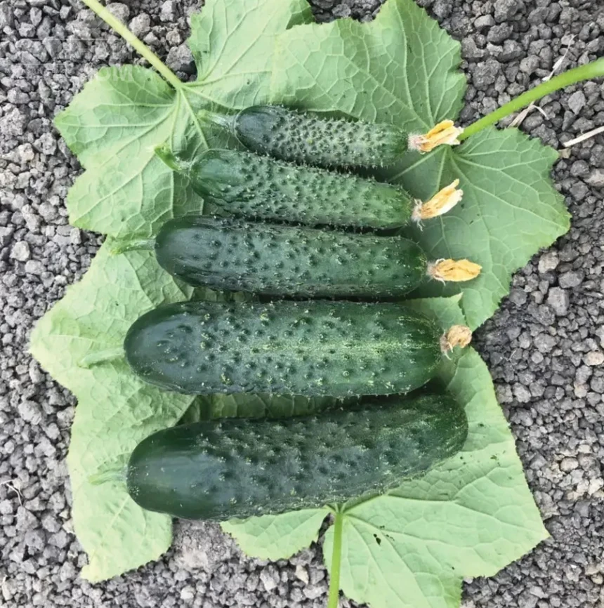 Спинтор F1 / Spintor F1 фото 1