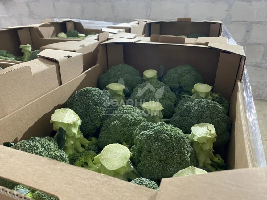 Самоа F1 / Samoa F1, 55-60 дней фото 3