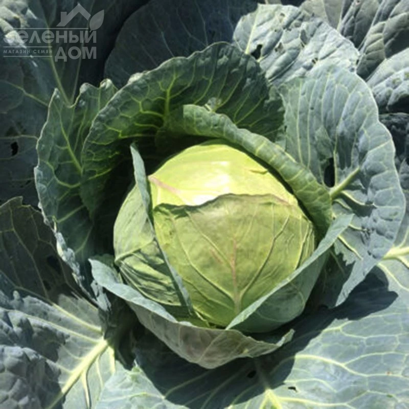 Индиана F1 / Indiana F1,70 дней  фото 5