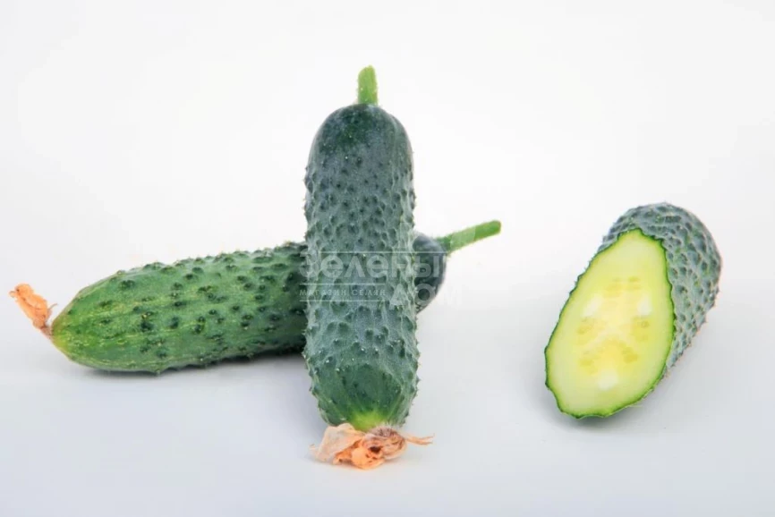 Джуниор F1 (LS 1906) / Junior F1 (LS 1906) фото 5