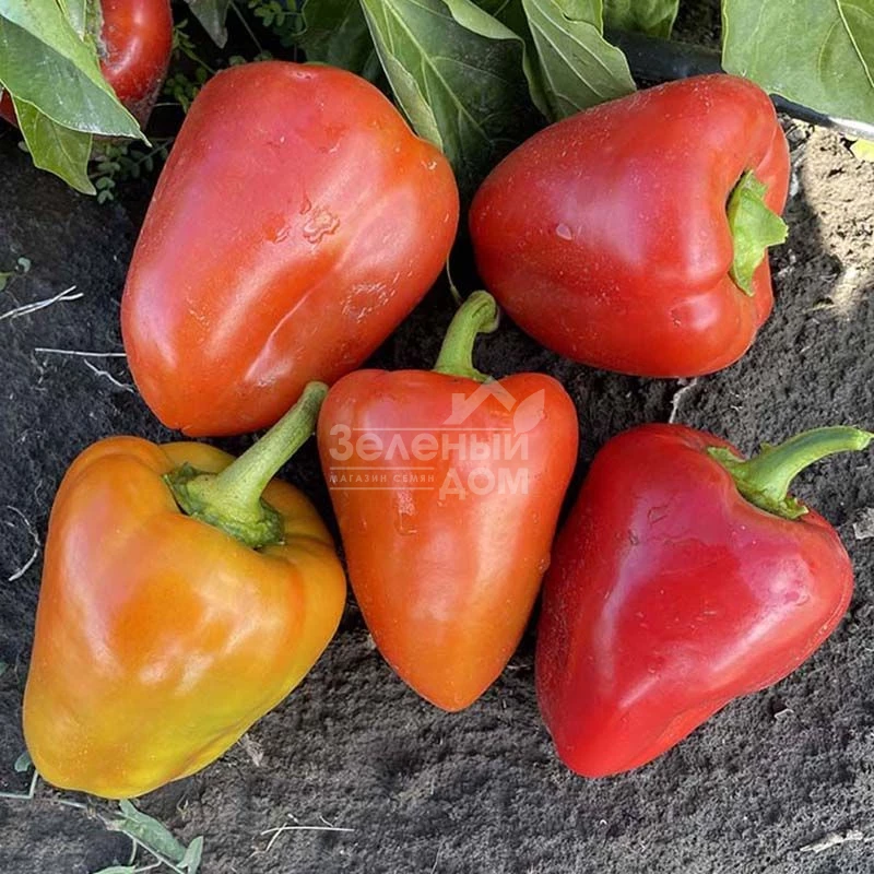 Кольт F1 / Kolt F1,50-55 дней  фото 3