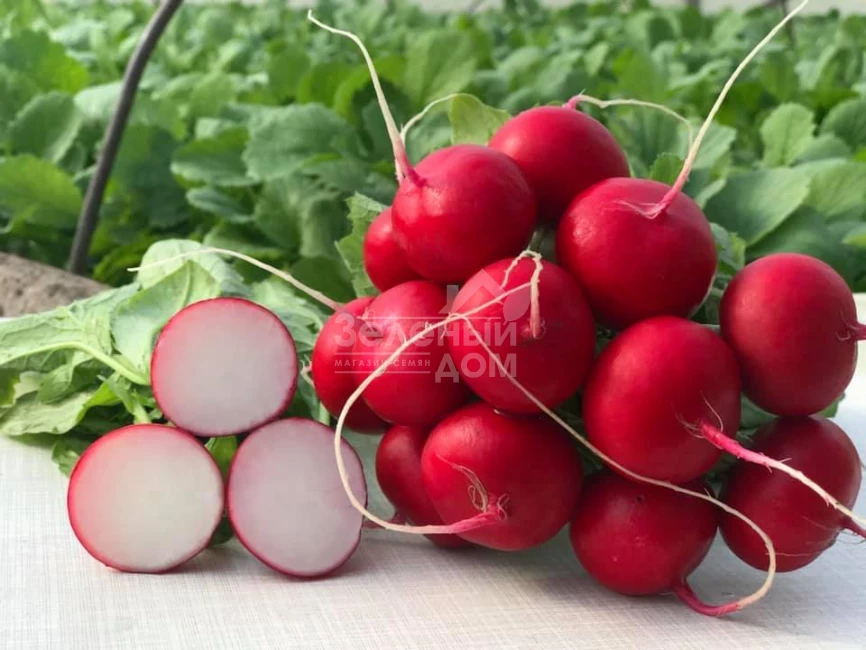 Мелито F1 / Melito F1,20-25 дней фото 1