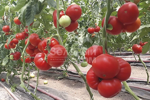 Девонет F1 / Devonet F1,90-95 дней фото 1