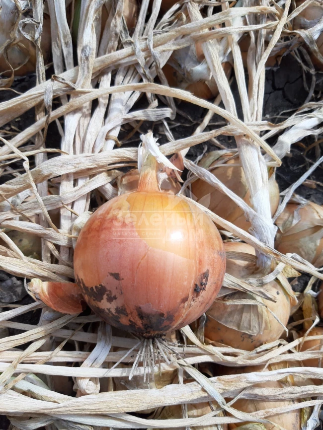 Джела F1 / Dzhela F1, 100-110 дней фото 5