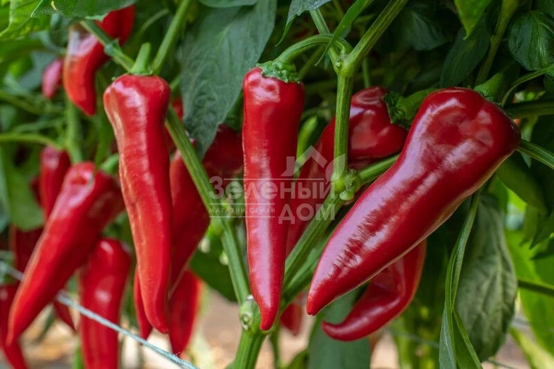 Мерсиса F1 / Mersisa F1 фото 1