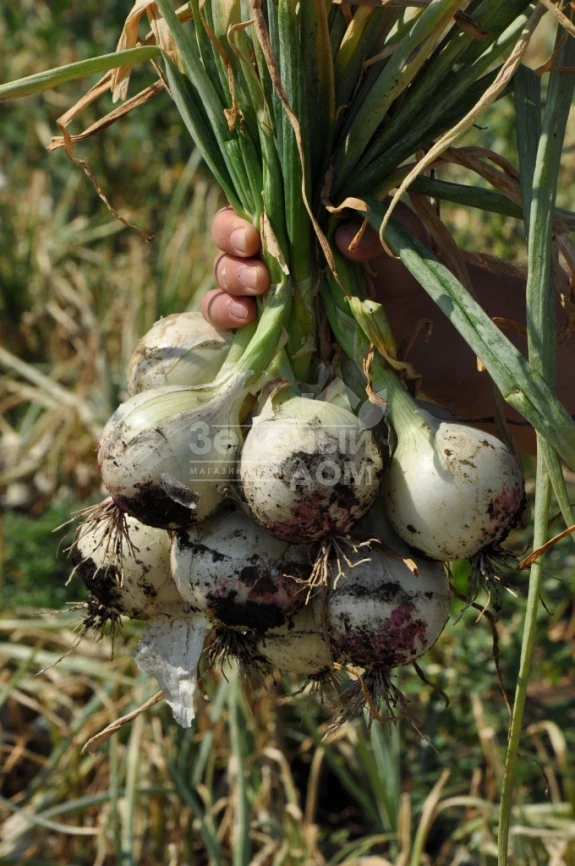 Примо Бланко F1 / Primo Blanco F1, 110-115 дней фото 2