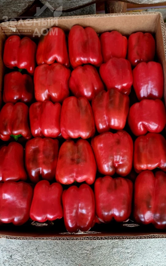 Брабус F1 (PBRS 20336) / Brabus F1  фото 4