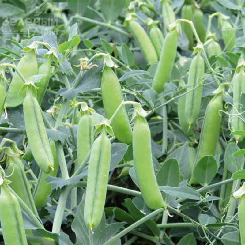 Эльдорадо / Eldorado  фото 1