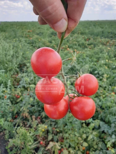 Дредд F1 / Dredd F1, 95 дней фото 3