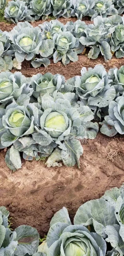 Сапфир F1 NWB / Sapfir F1 NWB,110 дней фото 2