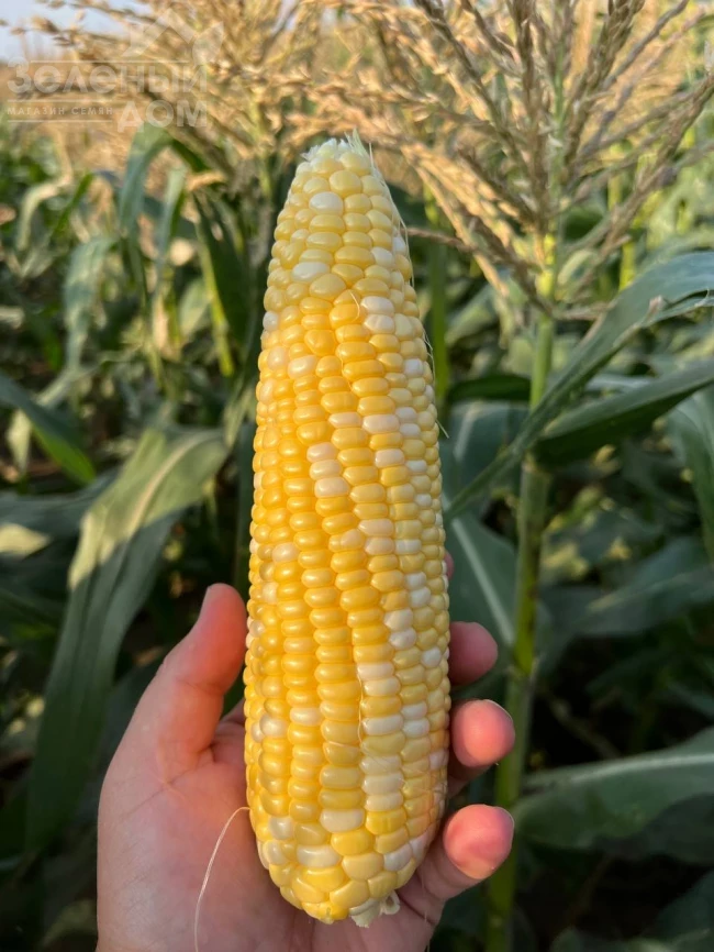 Рози F1 / Rozi F1, 73-74 дня фото 3