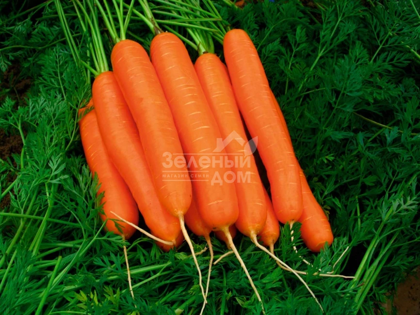 Дейлянс F1 / Deylyans F1, 120 дней фото 2