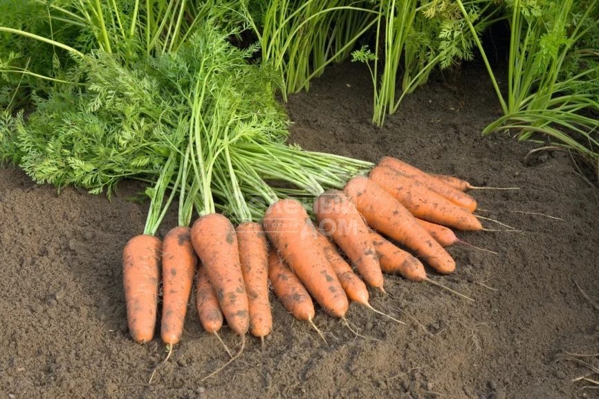 Купар F1 / Cupar F1,135 дней фото 1