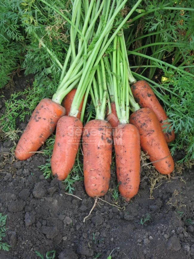 Абако F1 / Abaco F1,110 дней фото 5