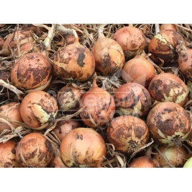 Министер F1 / Minister F1,82-87 дней фото 1