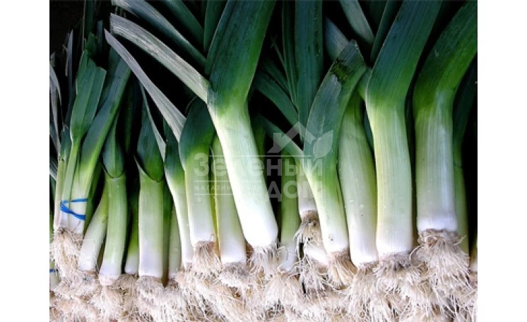 Порбелла / Porbella,95-100 дней фото 1