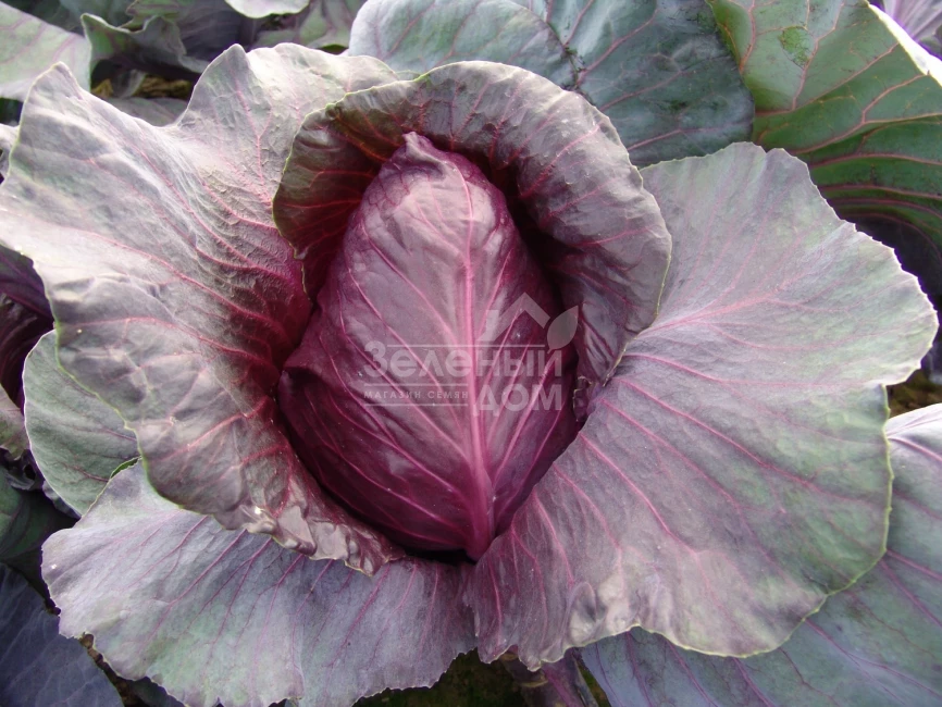 Калибос / Kalibos,105-110 дней фото 1