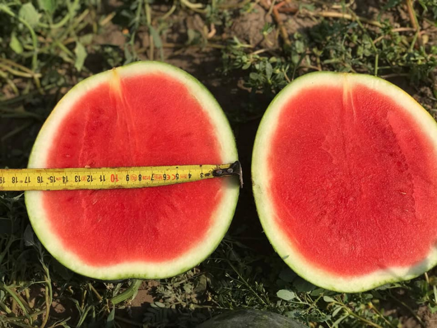 Екстазі F1 / Extazy F1,80-85 днів фото 4