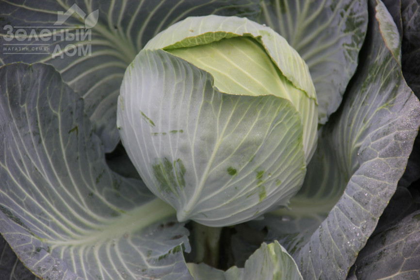 Кентавр F1 / Kentavr F1,130-145 днів фото 2